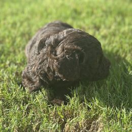 Goldendoodle Puppies from Diverse Nurturing Affectionate Doodle Kennel