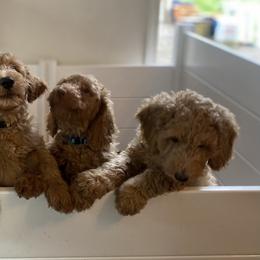 Goldendoodle Puppies from Dream Lake Doodles