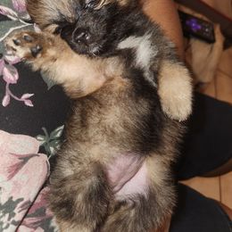 "Coco and Marlo Puppy" Pomeranian Puppies from Pomeranians Palace