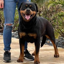 Lucy - Rottweiler