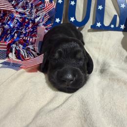 Black and tan female - Black and tan female Dachshund puppy in Pleasant Plains, Arkansas from JGBs Dachshunds
