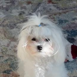 Maltese All Grown Up from Purebred Maltese puppies Florida