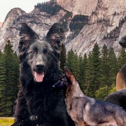 German Shepherds from Fate Kennels