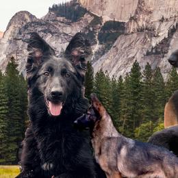 German Shepherds from Fate Kennels
