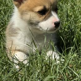 Betsy - Red female Pembroke Welsh Corgi puppy in Brashear, Texas from Sherwood Acres Pembrokes