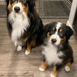 Australian Shepherds from Big Pines Australian Shepherds