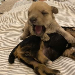 Schnoodle Puppies from Noodle Tings Puppies