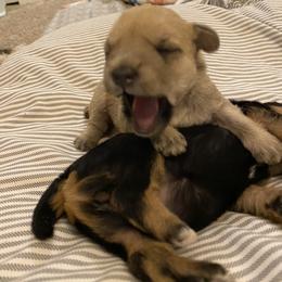 Schnoodle Puppies from Noodle Tings Puppies