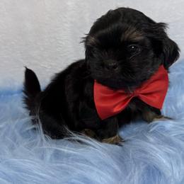 King louis - Black and tan male Shih Tzu puppy in Columbia, Kentucky from Lisa Bandy Luxe Shih Tzu