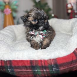 Cooper - Chocolate male Shih Tzu puppy in Phoenix, Arizona from Spoiled Shih Tzu