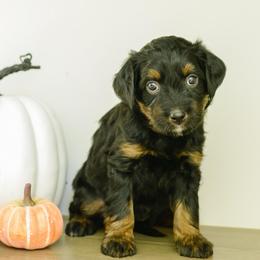 Ella - female Australian Mountain Doodle puppy in Spanish Fork, Utah from K Brand Doodles