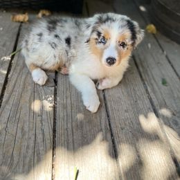 Australian Shepherd Puppies from HCA Aussies