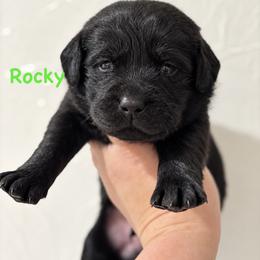 Rocky - Black male Labrador Retriever puppy in Tomahawk, Wisconsin from Mahner Labs