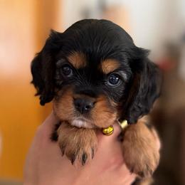 Raelyn - Black and tan female Cavalier King Charles Spaniel puppy in Kirksville, Missouri from Royal Country Cavaliers of Missouri