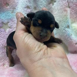 Nova - Black and tan female Miniature Pinscher puppy in Lancaster, Missouri from White Stone Ranch