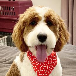 JoJo - Goldendoodle