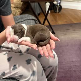 Red and white female 2 - White and red female Border Collie puppy in Jackson, New Jersey from NJ Bees BC