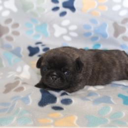 Diesel - Brindle male Pug puppy in Tuscola, Illinois from Dream on puppies