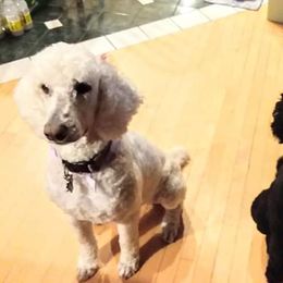 Poodle Puppies from Sharon’s Poodles