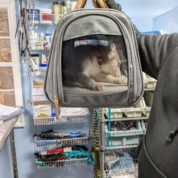 Siberian Husky Puppies from Feazell’s Siberian Huskies