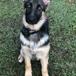 German Shepherd Puppies from Wolves Den Ranch