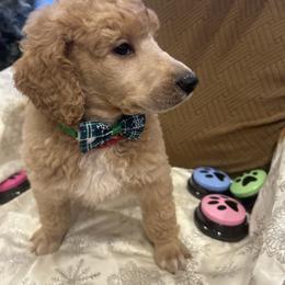 Teddy - Apricot male Poodle puppy in Mobile, Alabama from Semmy’s Standard Poodle LLC