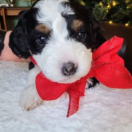 Bernedoodle and Labradoodle Puppies from Reid Wasatch Doodles
