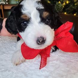 Bernedoodle and Labradoodle Puppies from Reid Wasatch Doodles