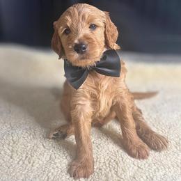Toffee - Apricot male Goldendoodle puppy in Summerville, South Carolina from Pawmazing Doodles