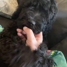 Sheepadoodle Puppies from Riley Grace Puppies