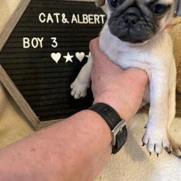 Fawn boy 3 - Fawn male Pug puppy in Norborne, Missouri from Pug Palace