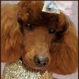 Cabernet - Poodle