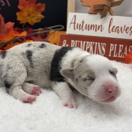 Kiwi - Blue merle and white female Cardigan Welsh Corgi puppy in Crystal River, Florida from Coopers Korner