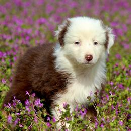 Cinnamonroll-800-Ready to go soon - Red tri-color male Australian Shepherd puppy in Star City, Arkansas from Blush & Lace Aussie Co.