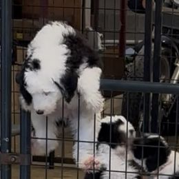 Ruby - Black and white female Sheepadoodle puppy in Joelton, Tennessee from PC Pampered Parti's