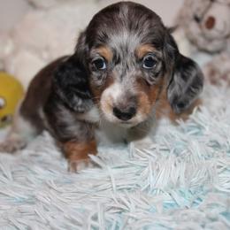 Boy 4 - Blue and tan male Dachshund puppy in Craig, Colorado from Rocky Mountain Shih Tzus and Dry Creek Miniature Dachshunds
