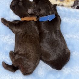 Miniature Schnauzer Puppies from Swedenburg Schnauzers