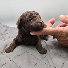 Leo - Brown male Poodle puppy in Walterboro, South Carolina from Puddlejumpers