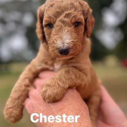 Chester - Apricot male Poodle puppy in Athens, Georgia from Alexander’s Standard Poodles