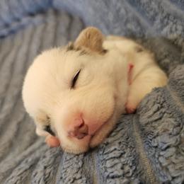 AKC Cardigan Girl 'Sunny - Blue merle and white female Cardigan Welsh Corgi puppy in Tombstone, Arizona from WeVolution Off-Grid