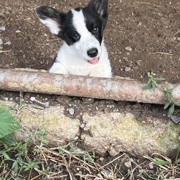 Jonas - Black and white male Cardigan Welsh Corgi puppy in Petersburg, Tennessee from Liberty Valley Farm