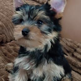 Golden boy - Blue and gold male Yorkshire Terrier puppy in Potomac, Maryland from Fabiana's Yorkshire Terriers