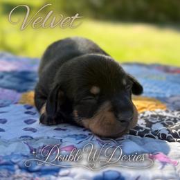 VELVET Half Russian Wire PET ONLY - Black and tan female Dachshund puppy in Alto, Texas from Double W Doxies