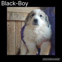 Cider- black collar - White and badger male Great Pyrenees puppy in Mikado, Michigan from Brittain Family Farm