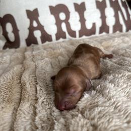 Amy - Dapple female Dachshund puppy in California from Ranch Hand Weenies