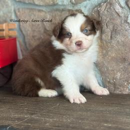 Pancake - Red tri-color male Australian Shepherd puppy in Chehalis, Washington from Wandering Acres Ranch