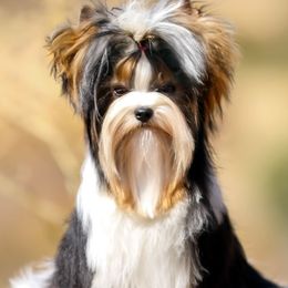 Biewer Terriers from Rocky Mountain Biewer Terriers