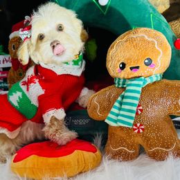 Holly - Cream female Maltipoo puppy in Sugar Land, Texas from Celebrity Maltipoos