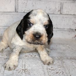 Boy 2 - English Springer Spaniel puppy in Swainsboro, Georgia from Sweet Georgia Springers