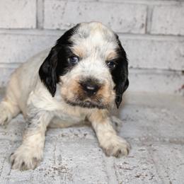 Boy 2 - English Springer Spaniel puppy in Swainsboro, Georgia from Sweet Georgia Springers